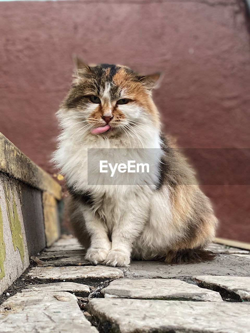 CAT SITTING ON WALL