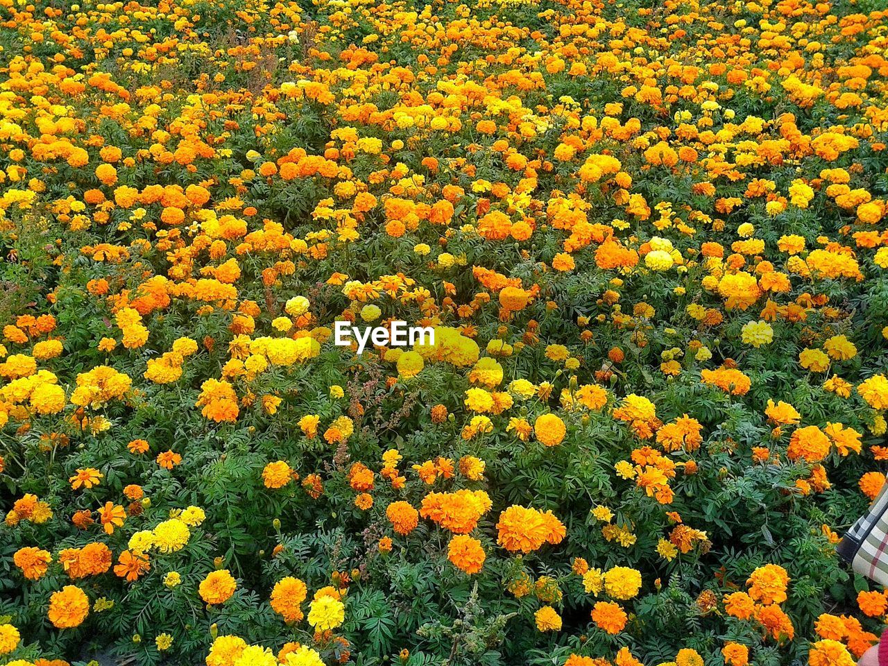 CLOSE-UP OF YELLOW FLOWERS BLOOMING IN FIELD