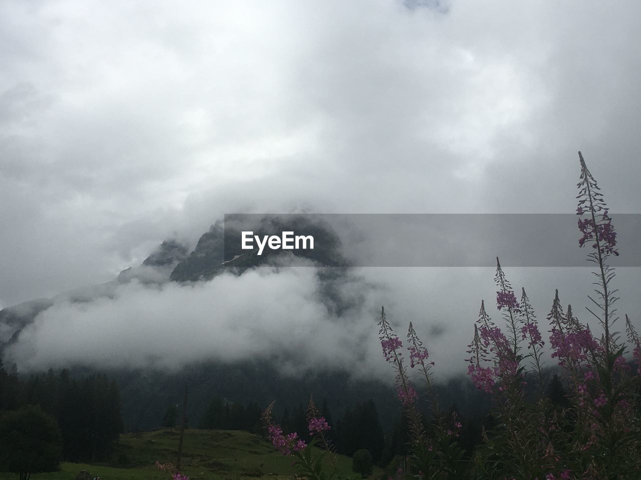 SCENIC VIEW OF TREES AGAINST SKY DURING FOGGY WEATHER