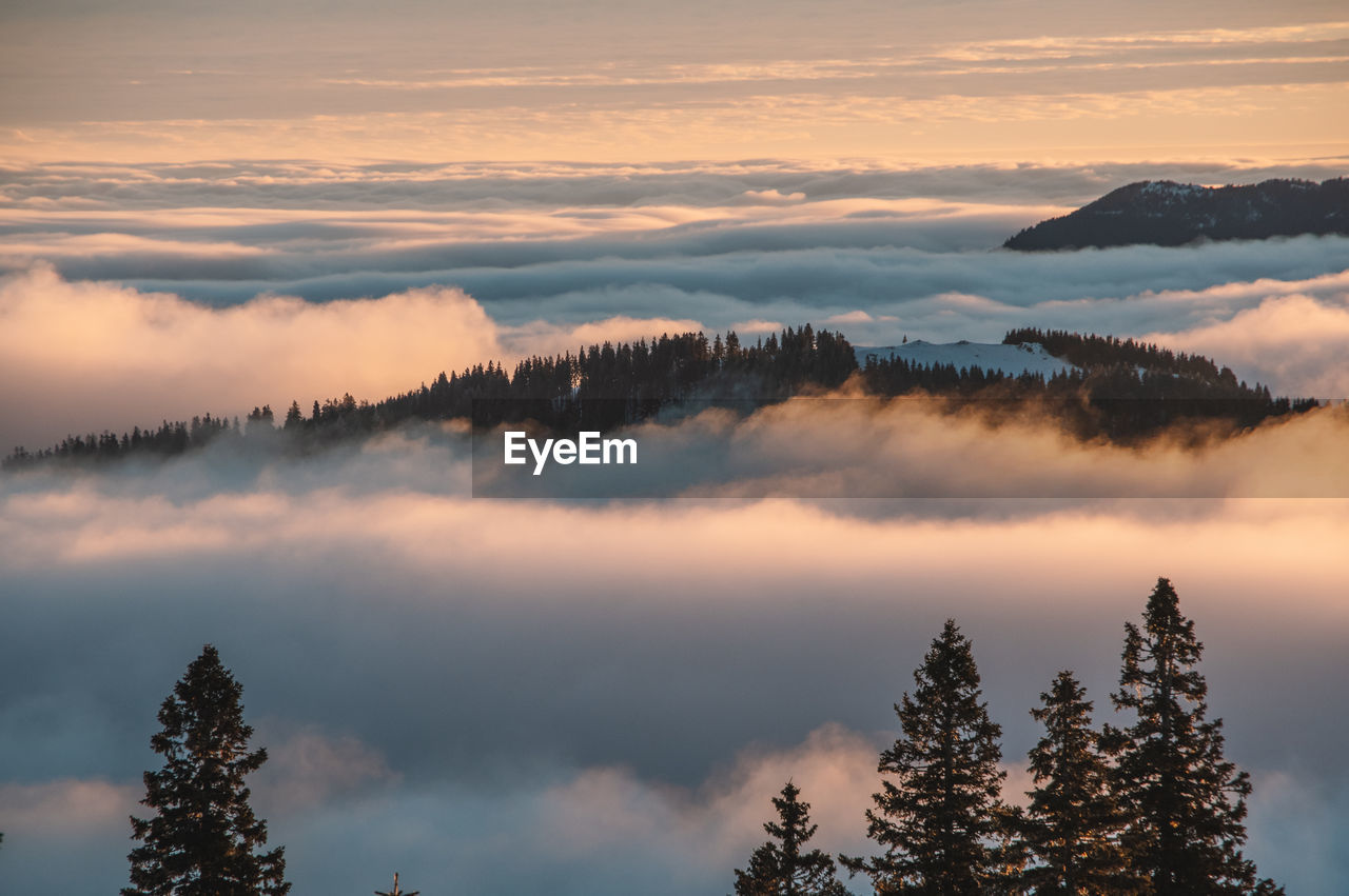 Hills with pine forest peeking out of the fog