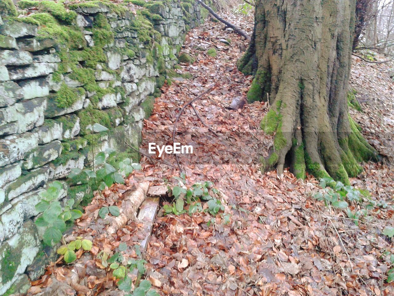 VIEW OF TREES IN FOREST