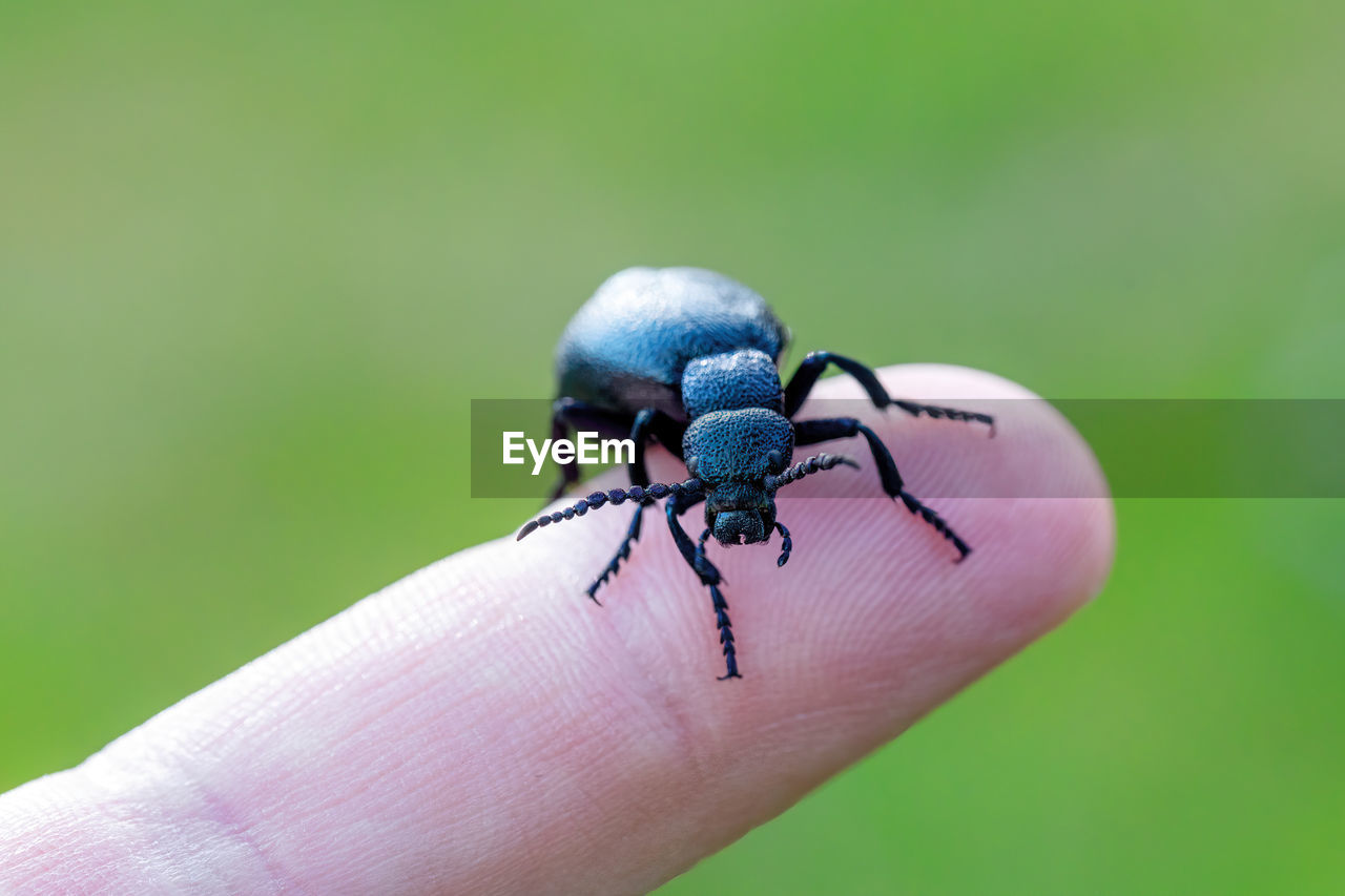 CLOSE-UP OF HAND FEEDING ON GREEN LEAF