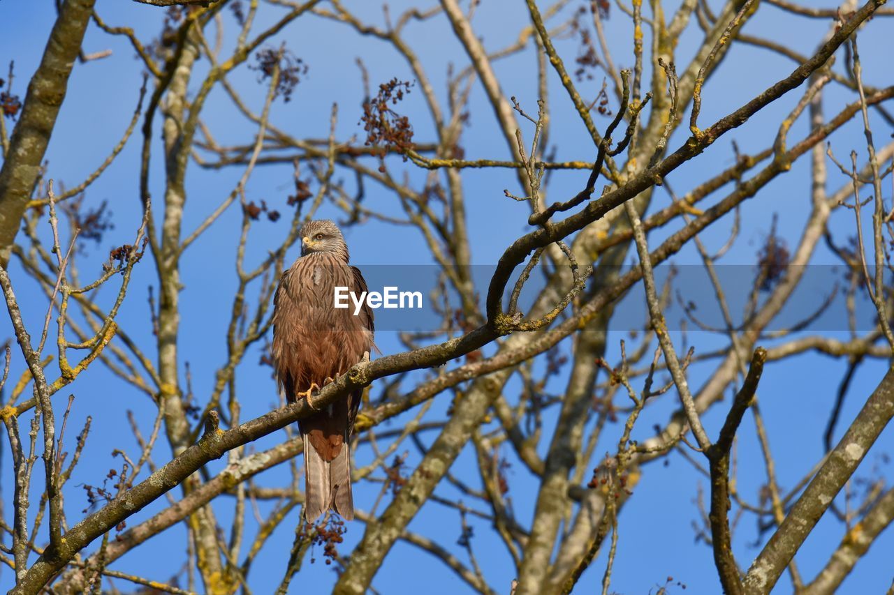 Low angle view of red kite perching on branch against blue sky