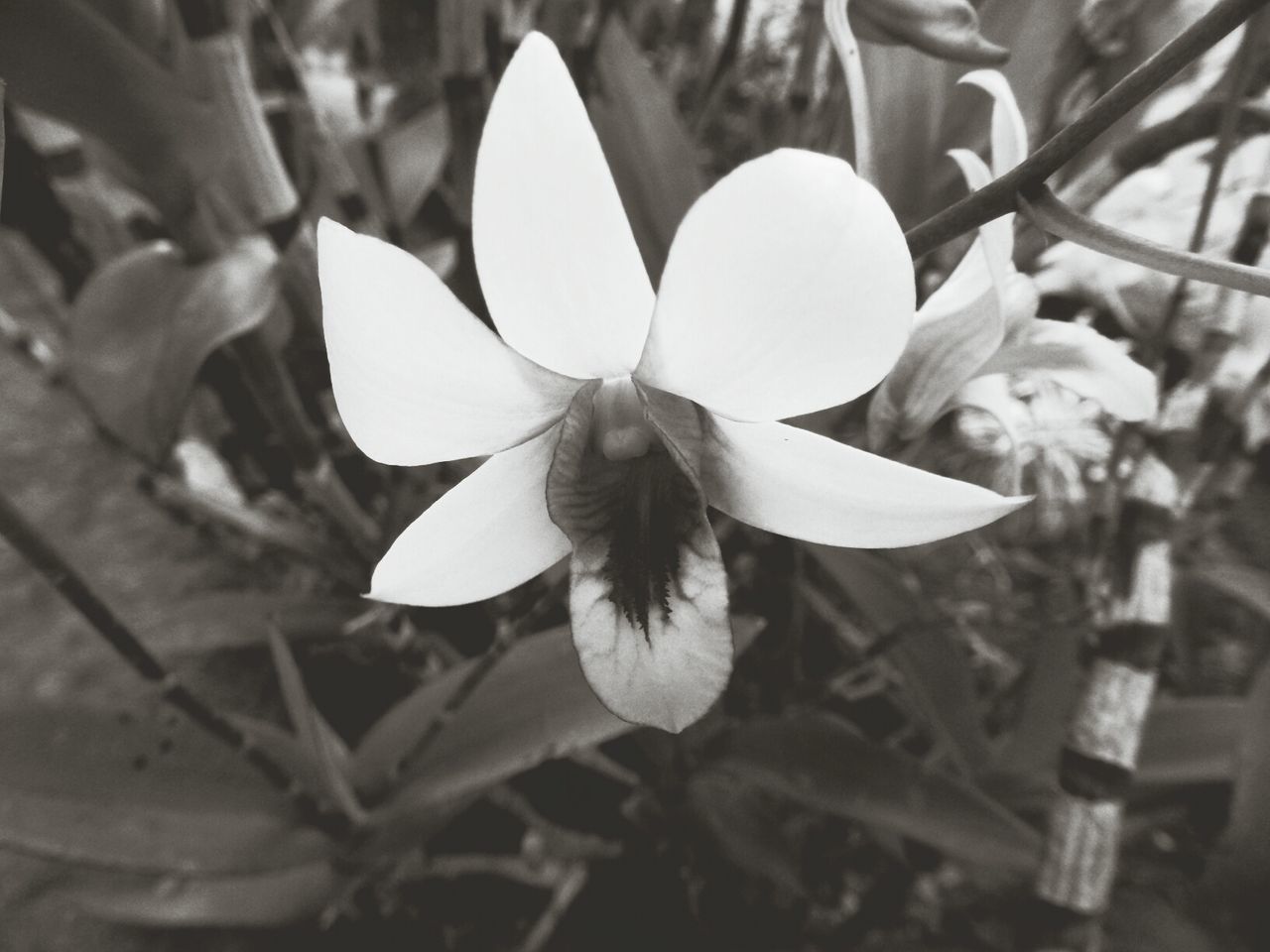 Close-up flower blooming on field