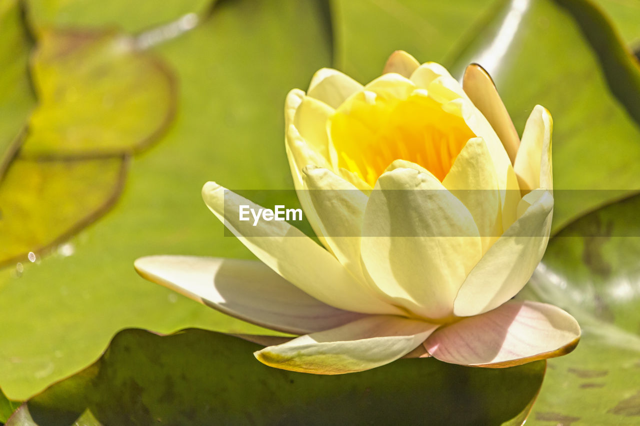 CLOSE-UP OF YELLOW LOTUS WATER LILY BLOOMING OUTDOORS