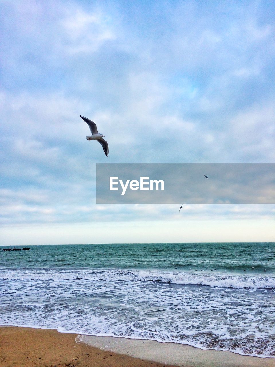 Bird flying over sea against sky