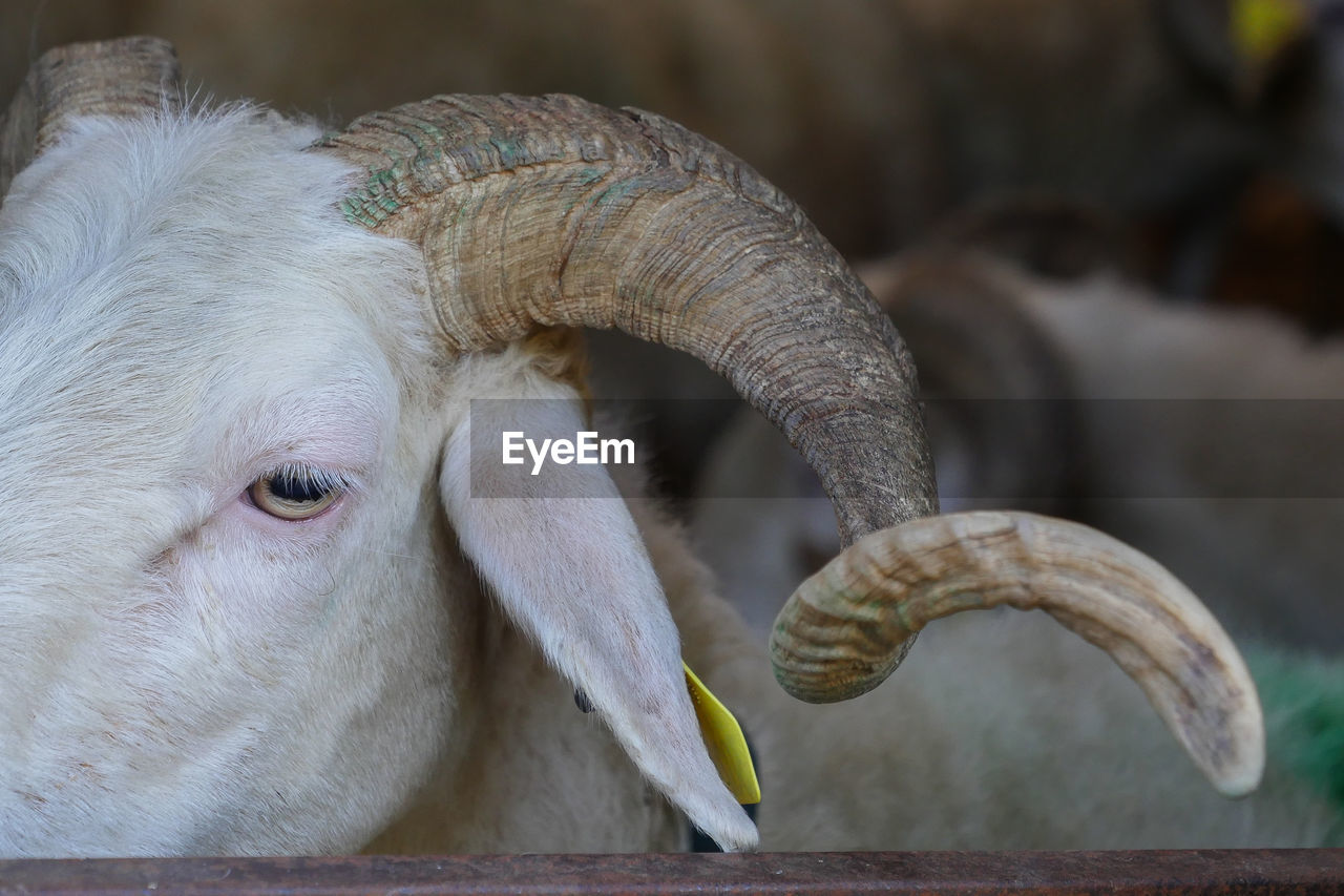 close-up of goat
