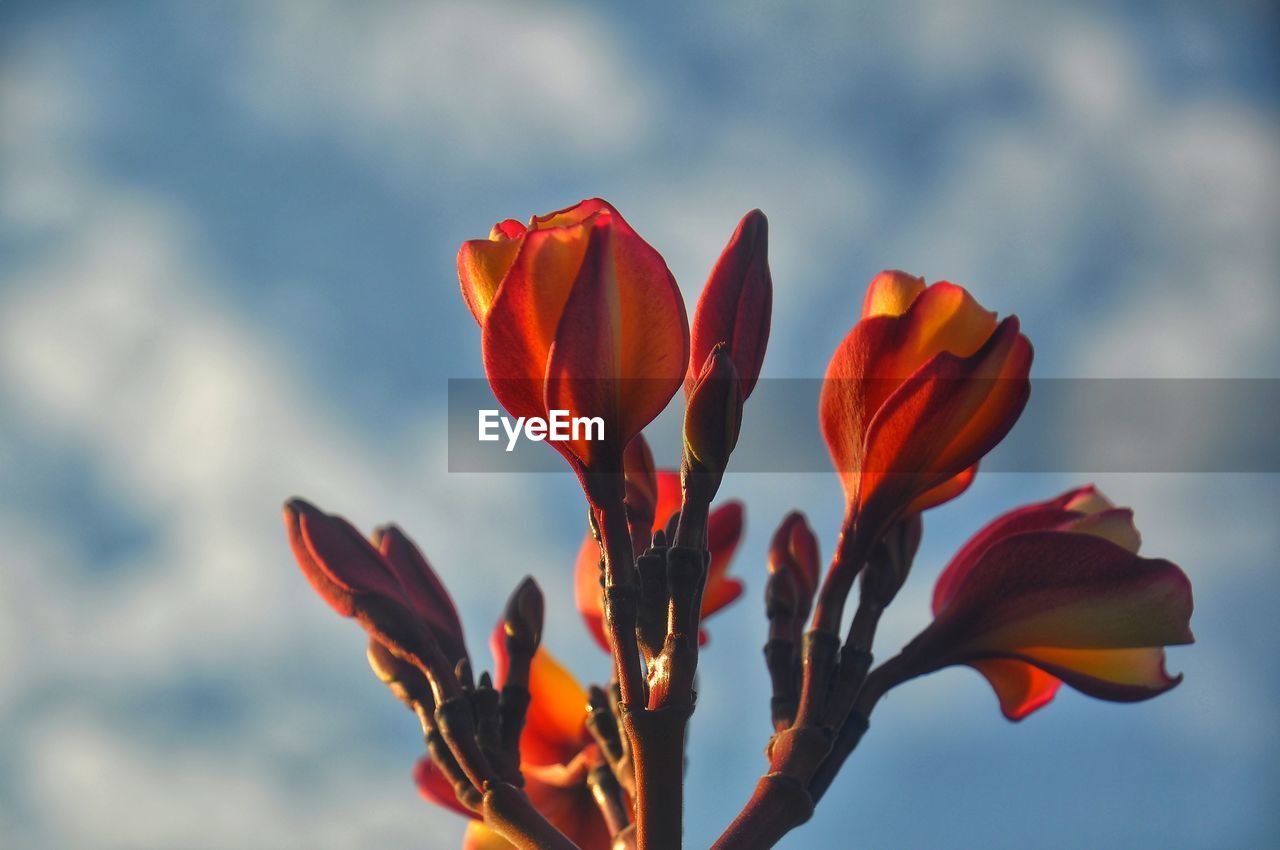 Close-up of orange flowering plant against cloudy sky