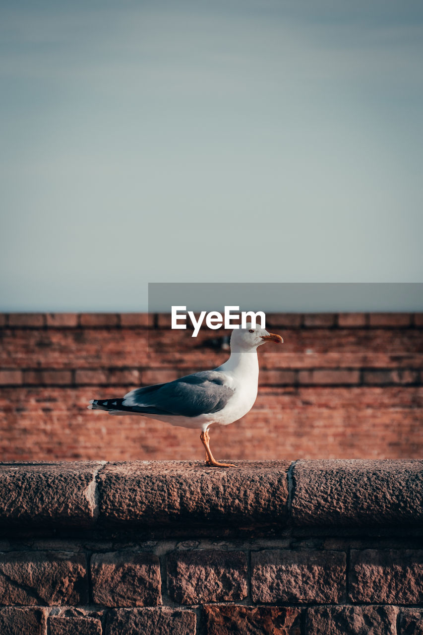 Seagull stands on a brick wall with blurry background in barcelona