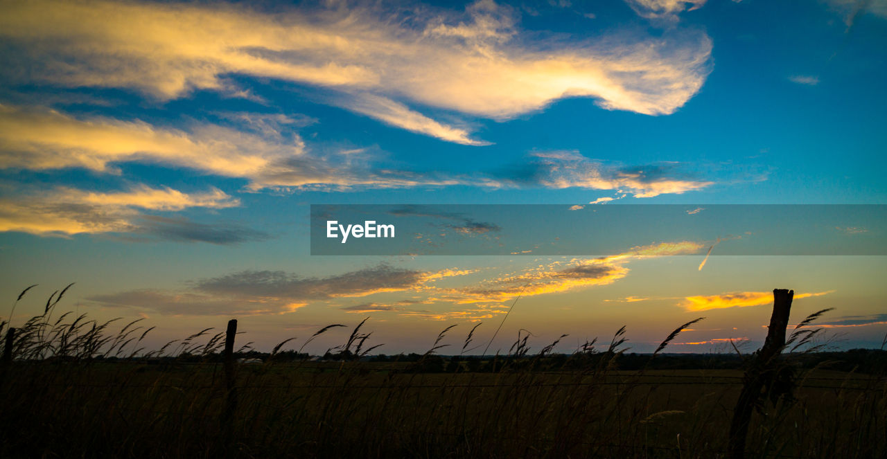 Silhouette plants growing on field against sky during sunset