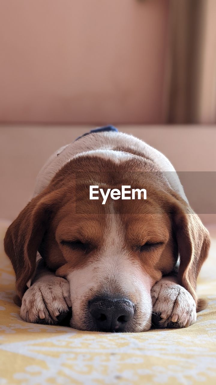 Beagle sleep time
