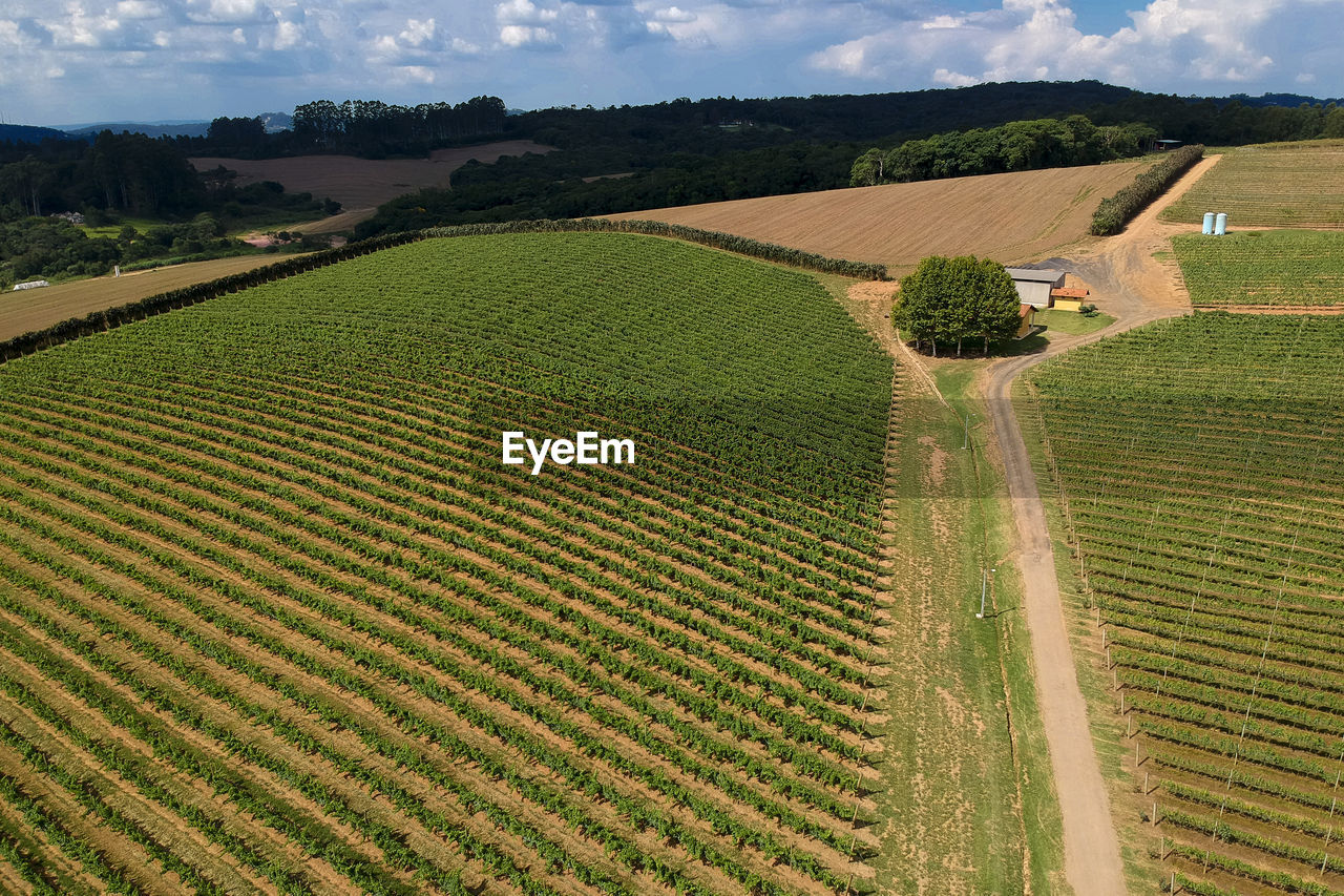 Aerial drone fly over view of vineyard grape vines in winery farm in brazil