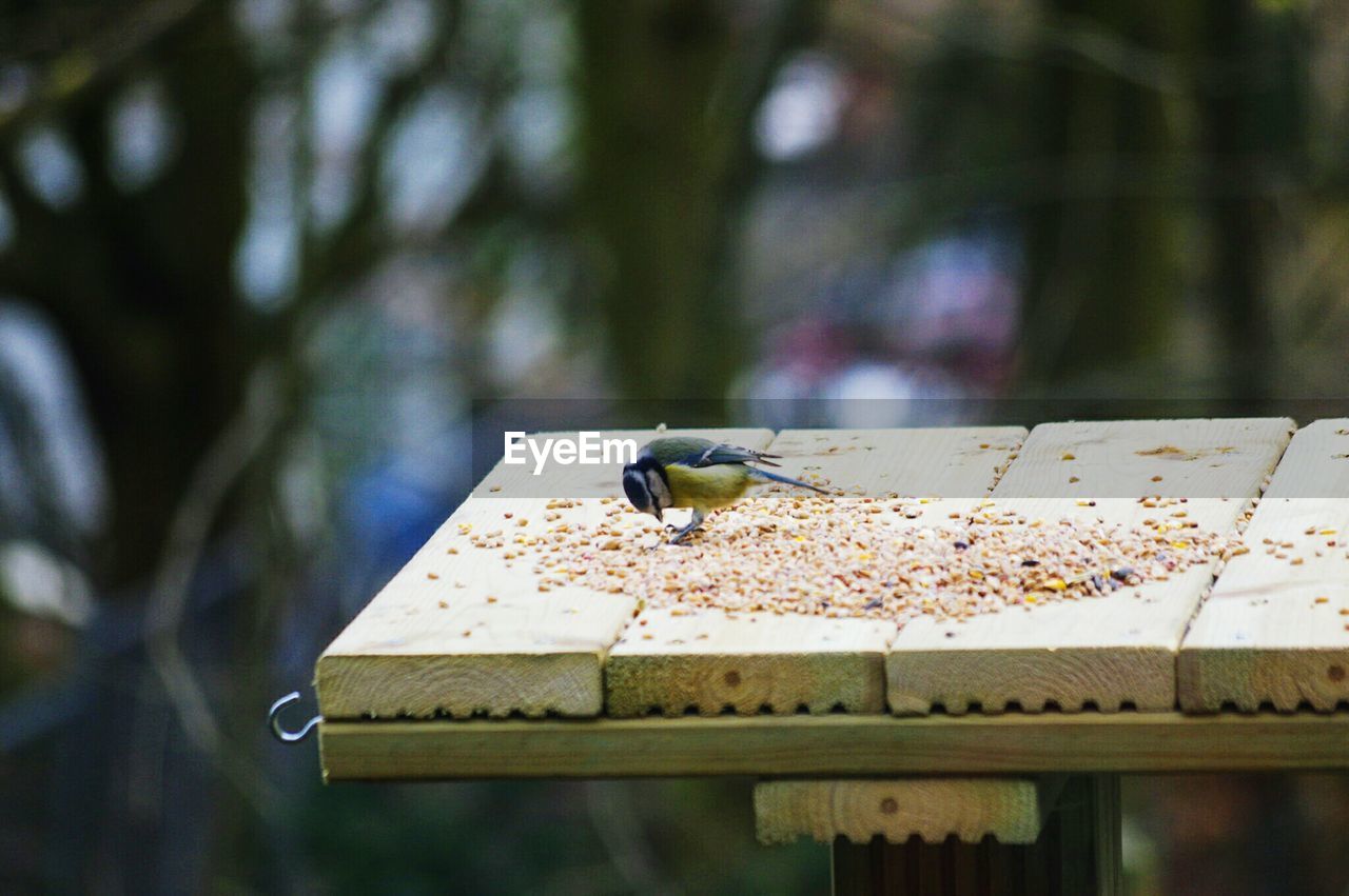 Close-up of blue tit against blurred background