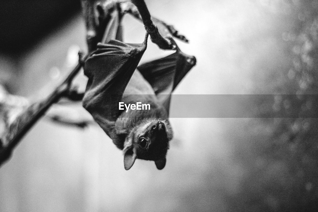 Close-up of hanging bat
