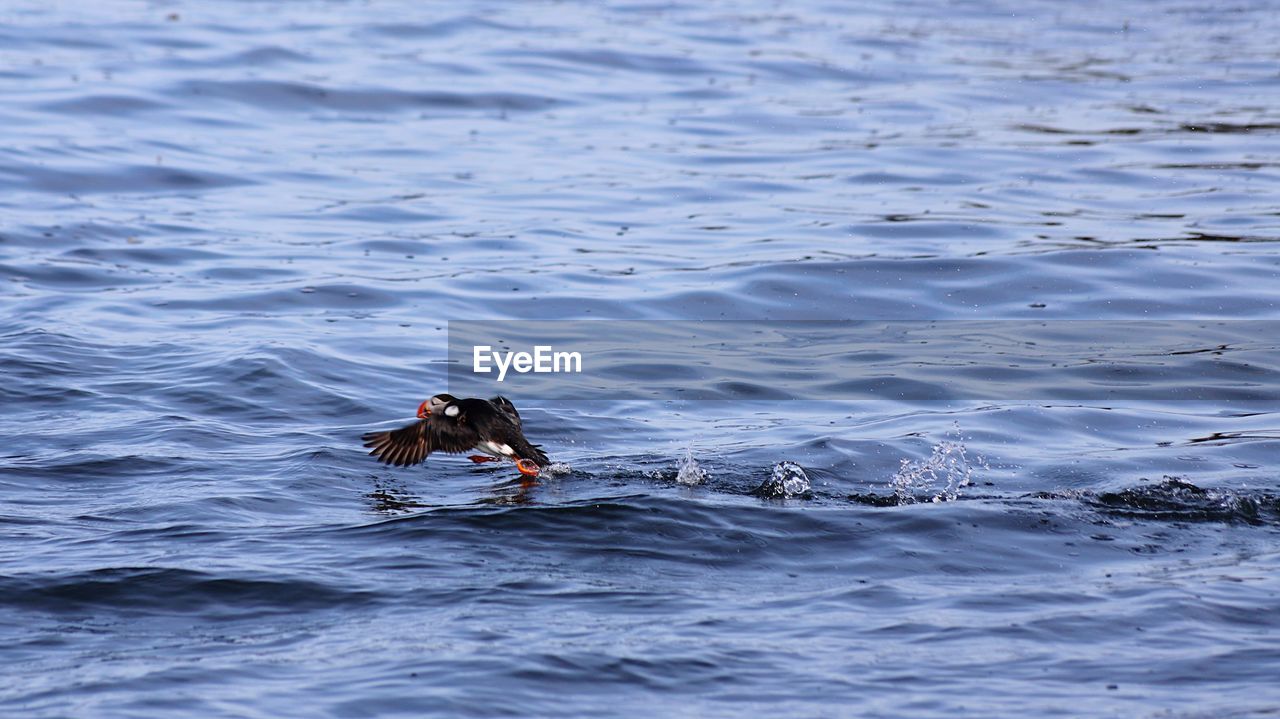 MAN SWIMMING IN SEA