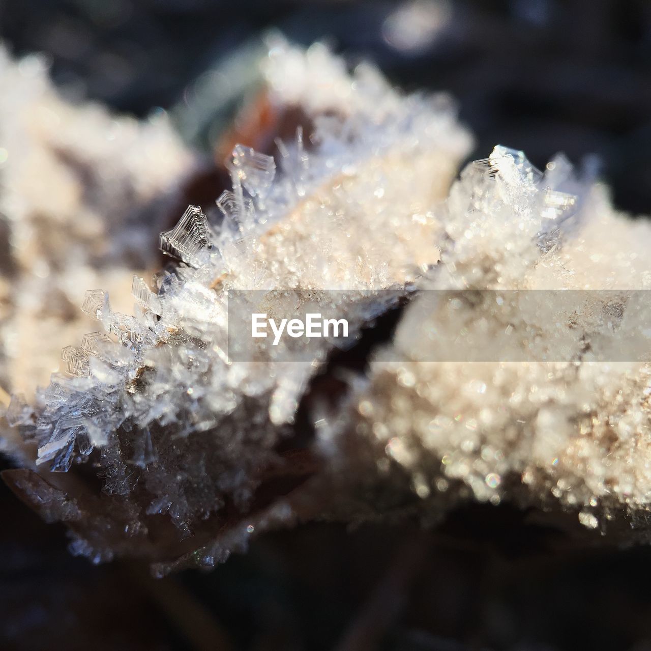 Close-up of frozen leaf