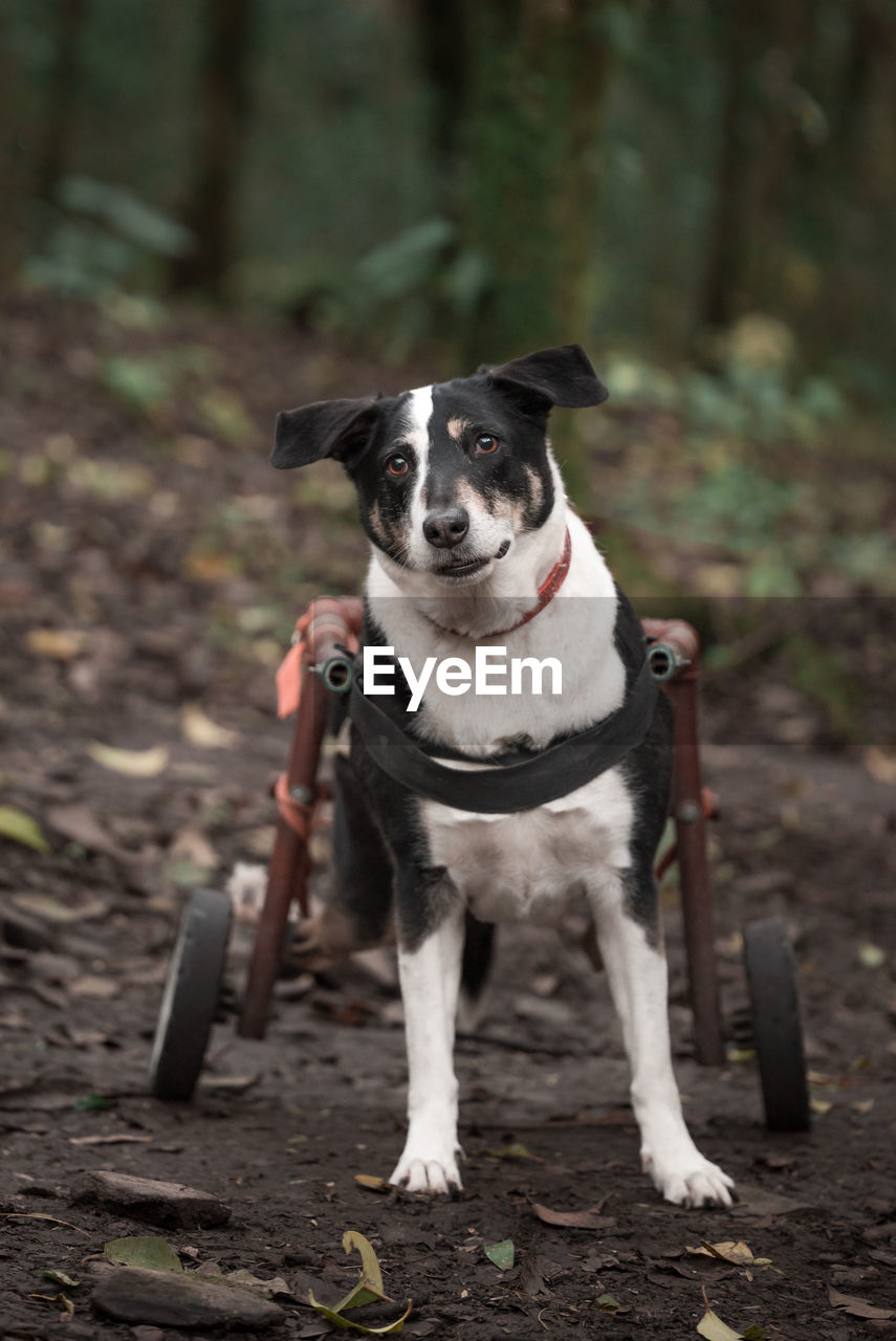 A crippled dog looking at the camera in the woods