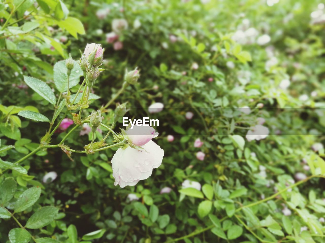 CLOSE-UP OF FLOWERS