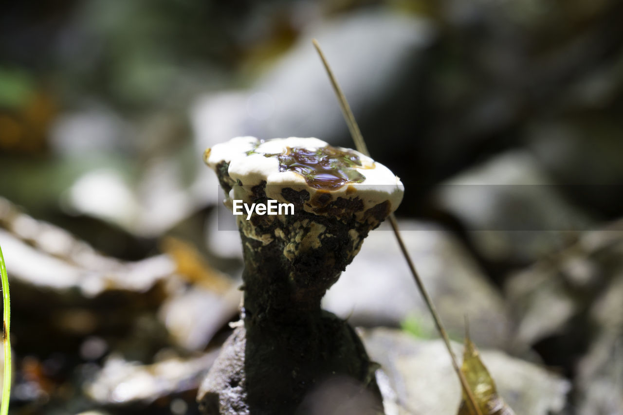 CLOSE-UP OF LICHEN ON LAND