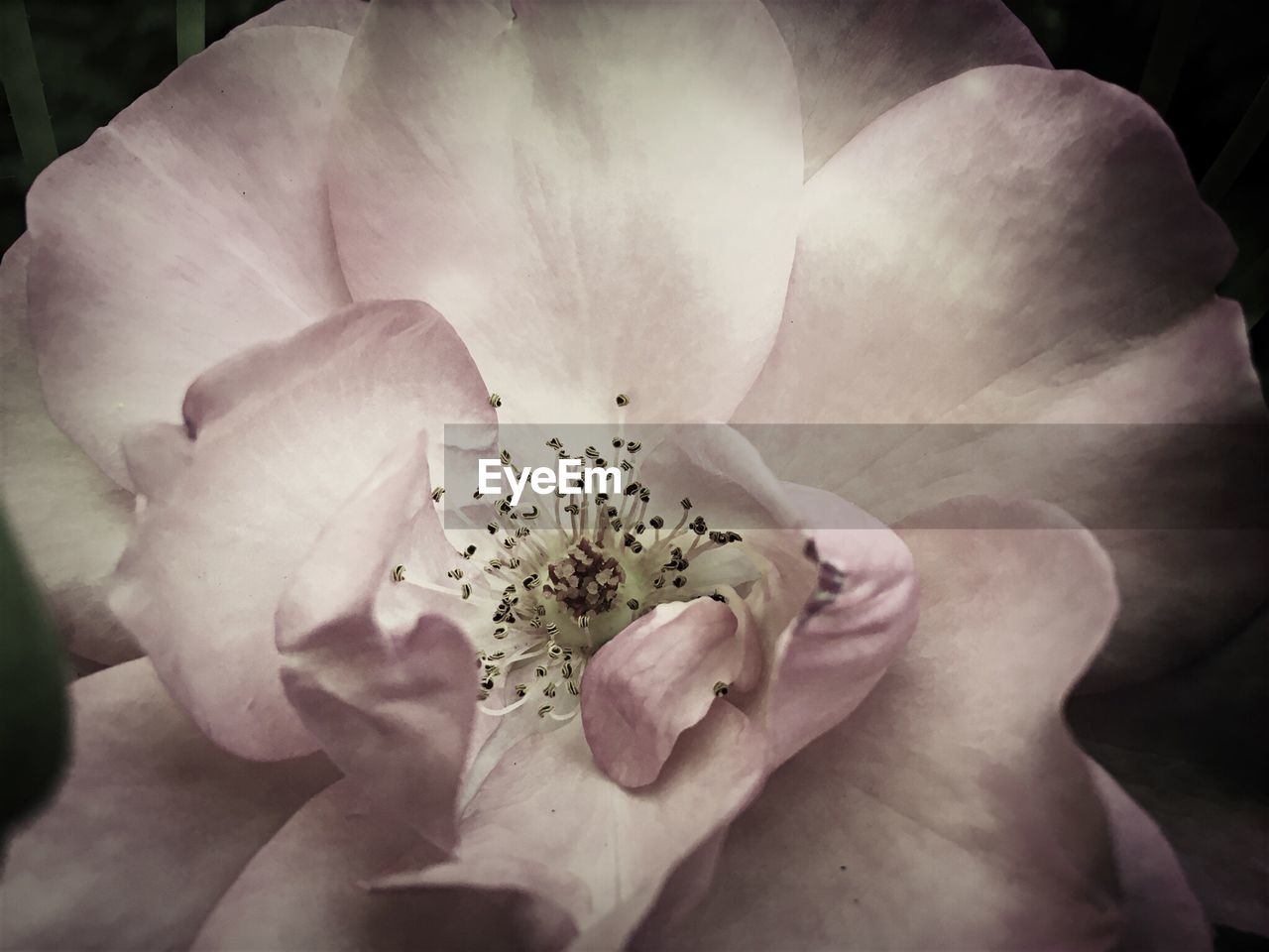 CLOSE-UP OF PINK FLOWER