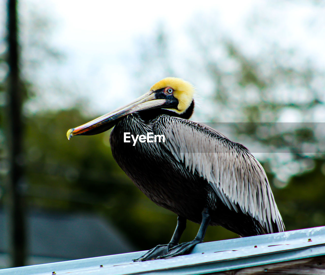 Perched pelican 