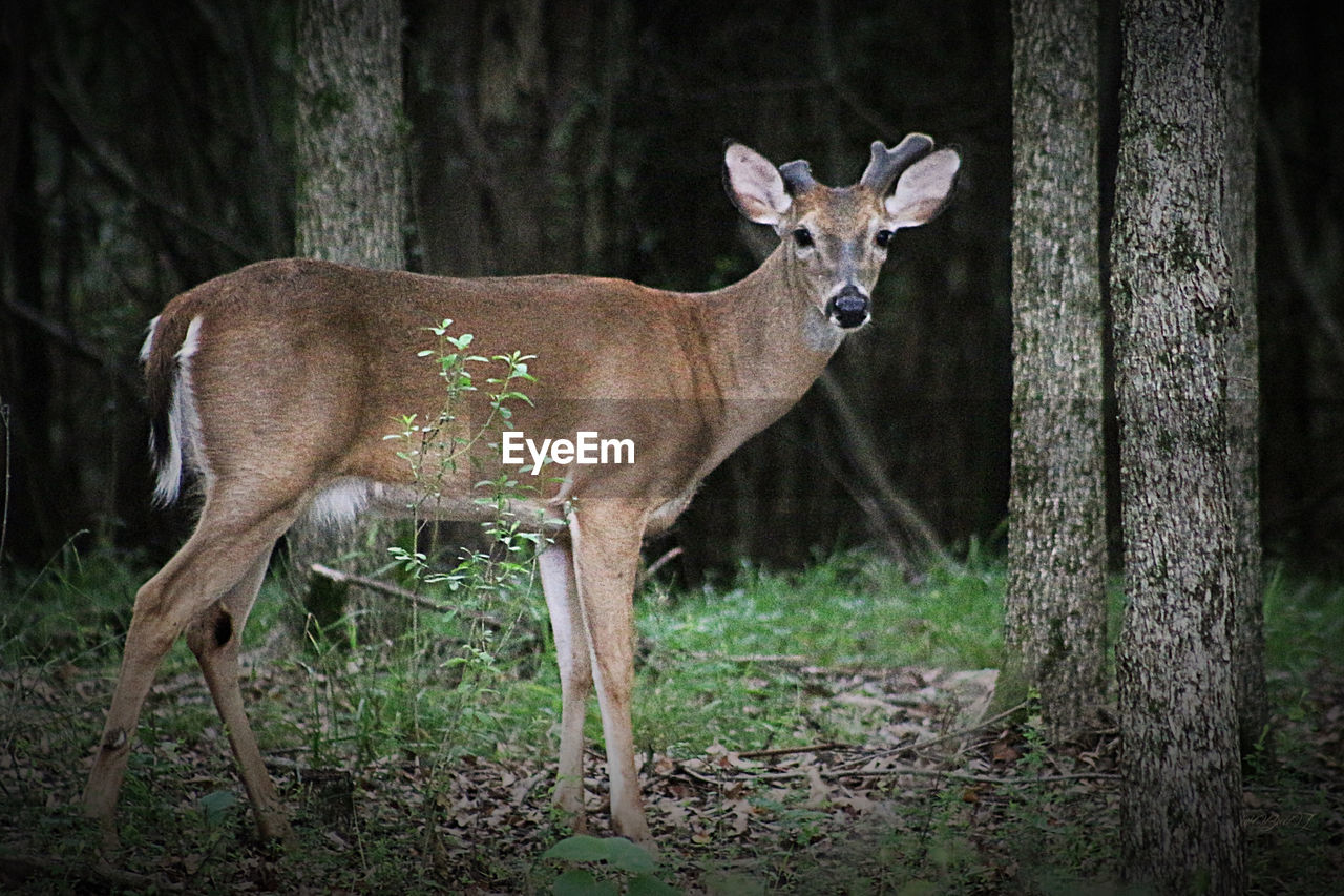 Side view of deer standing by tree trunk in forest