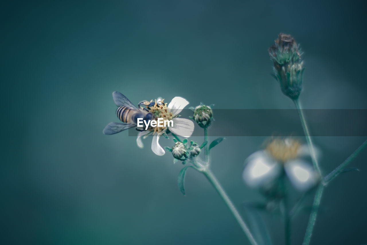 Close-up of bee pollinating flower