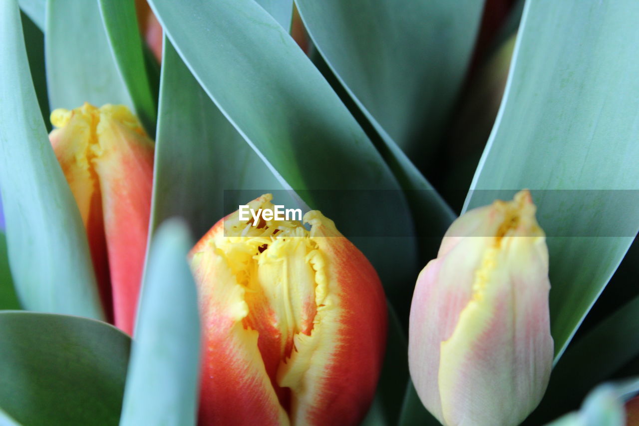 Close-up of succulent plant