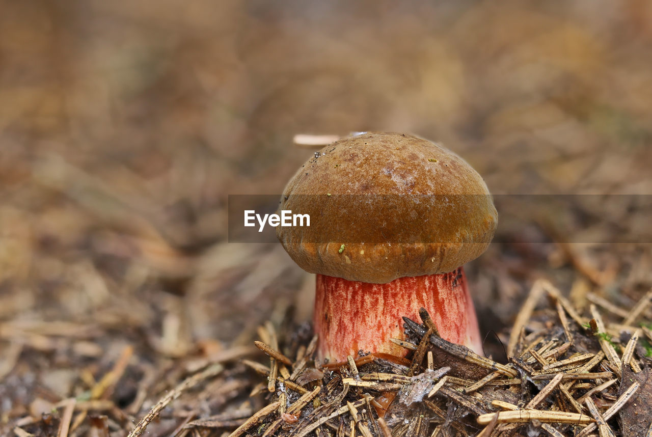 Close-up of bolete mushroom growing on field