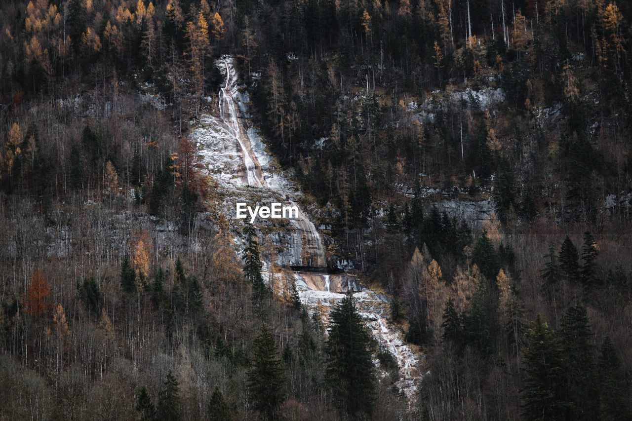 Amazing distant view of frozen snowy waterfall flowing on mountain slope covered with coniferous woods in cold autumn day