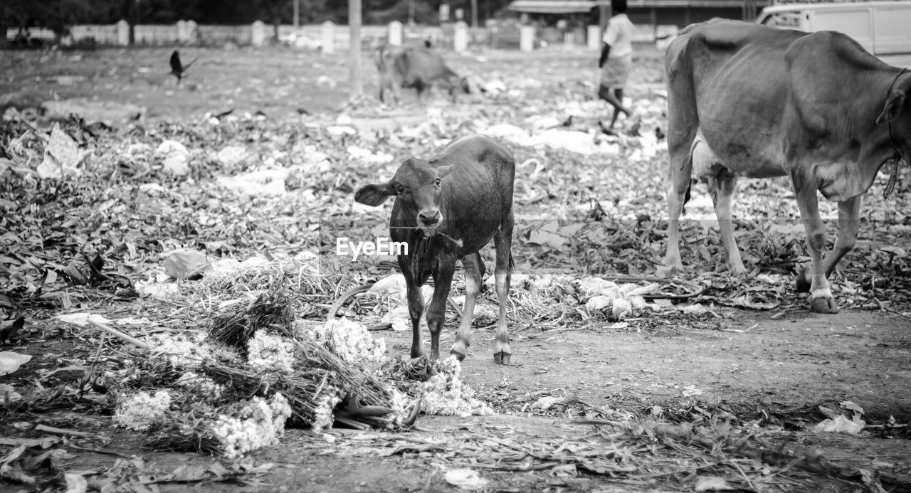 Portrait of calf carrying stick in mouth while standing on field