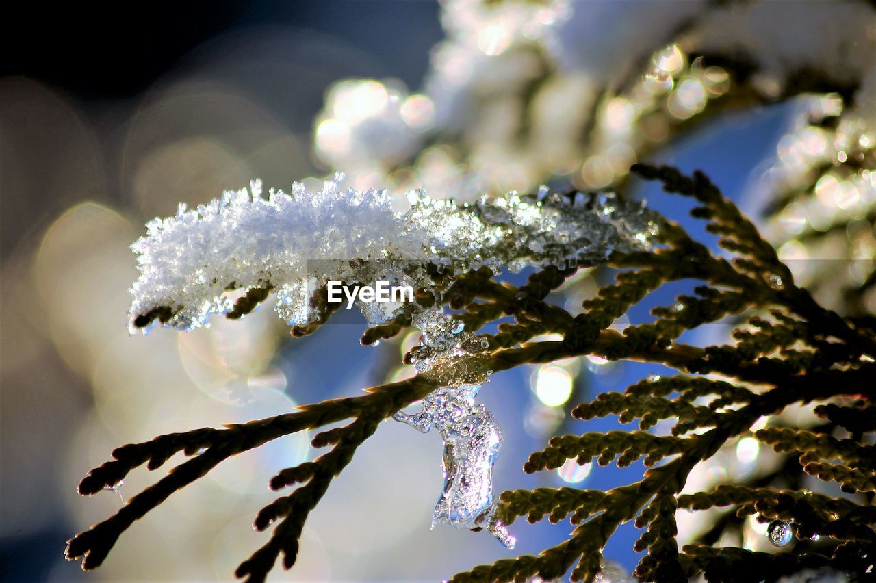 Close-up of snow on plant