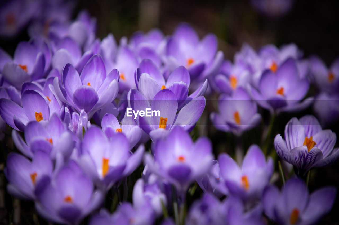 CLOSE-UP OF PURPLE CROCUS