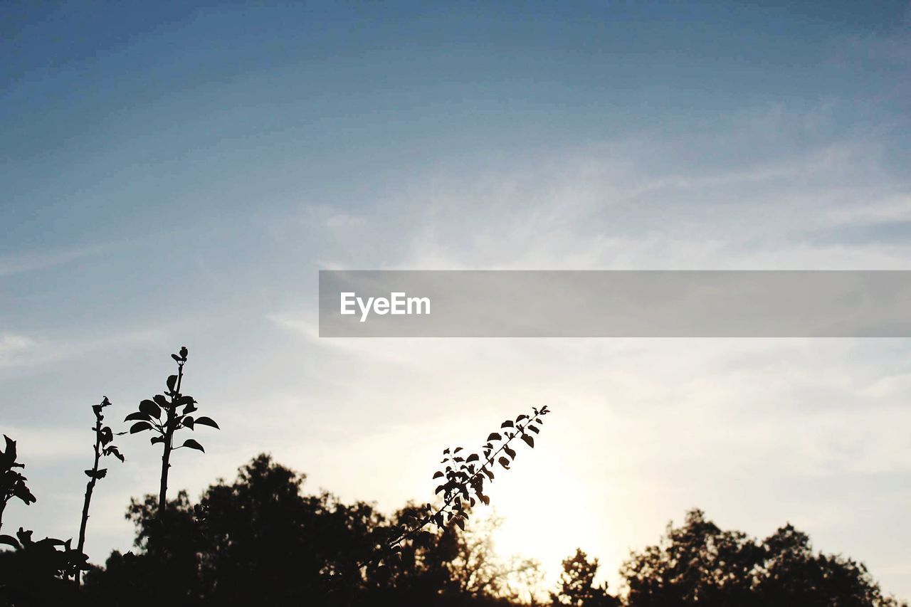 LOW ANGLE VIEW OF SILHOUETTE TREES AGAINST SKY