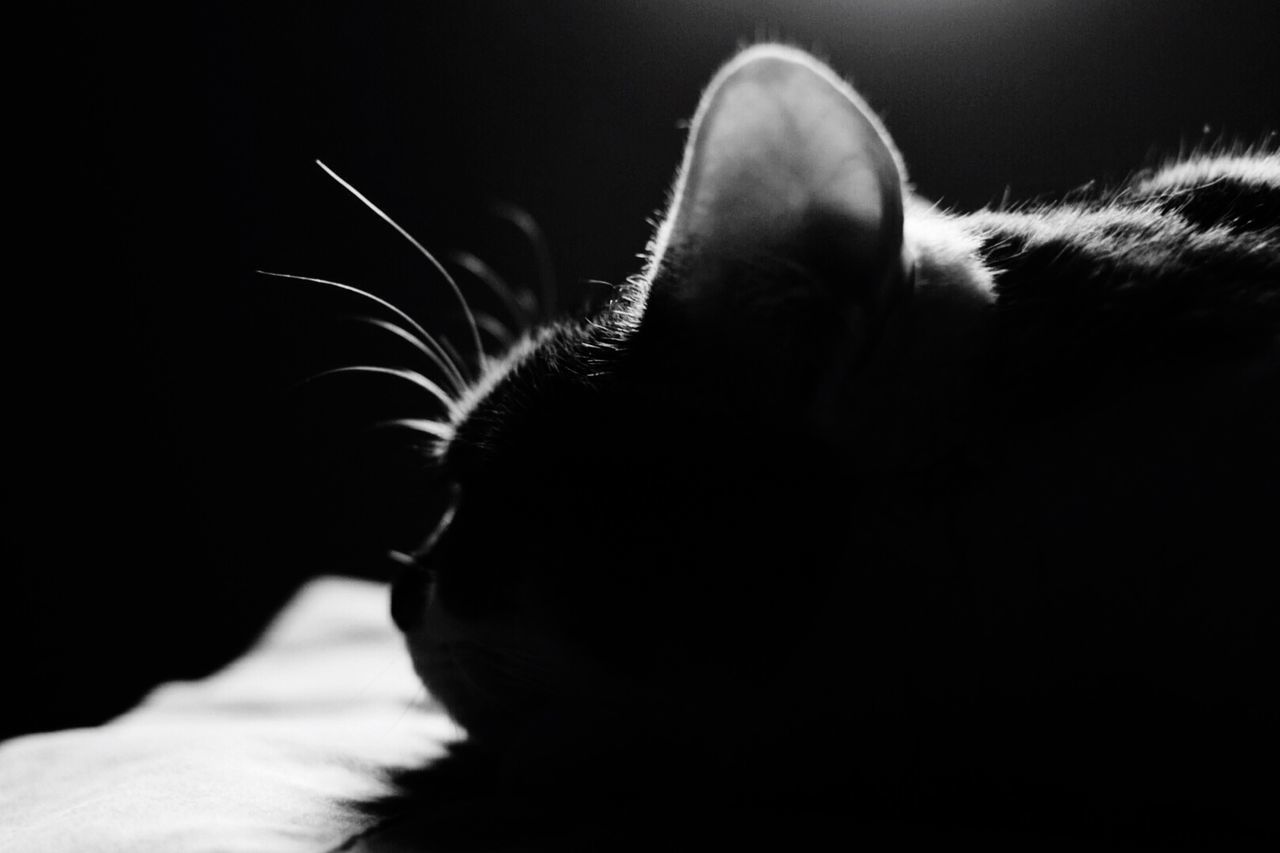 Close-up of cat sleeping on sofa