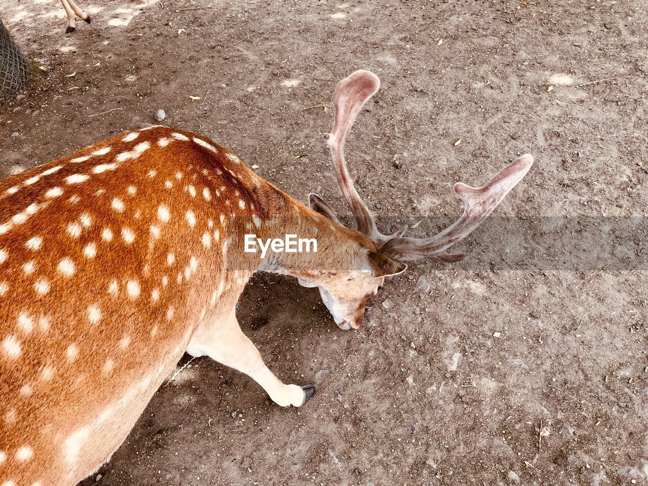 HIGH ANGLE VIEW OF DEER IN A FIELD