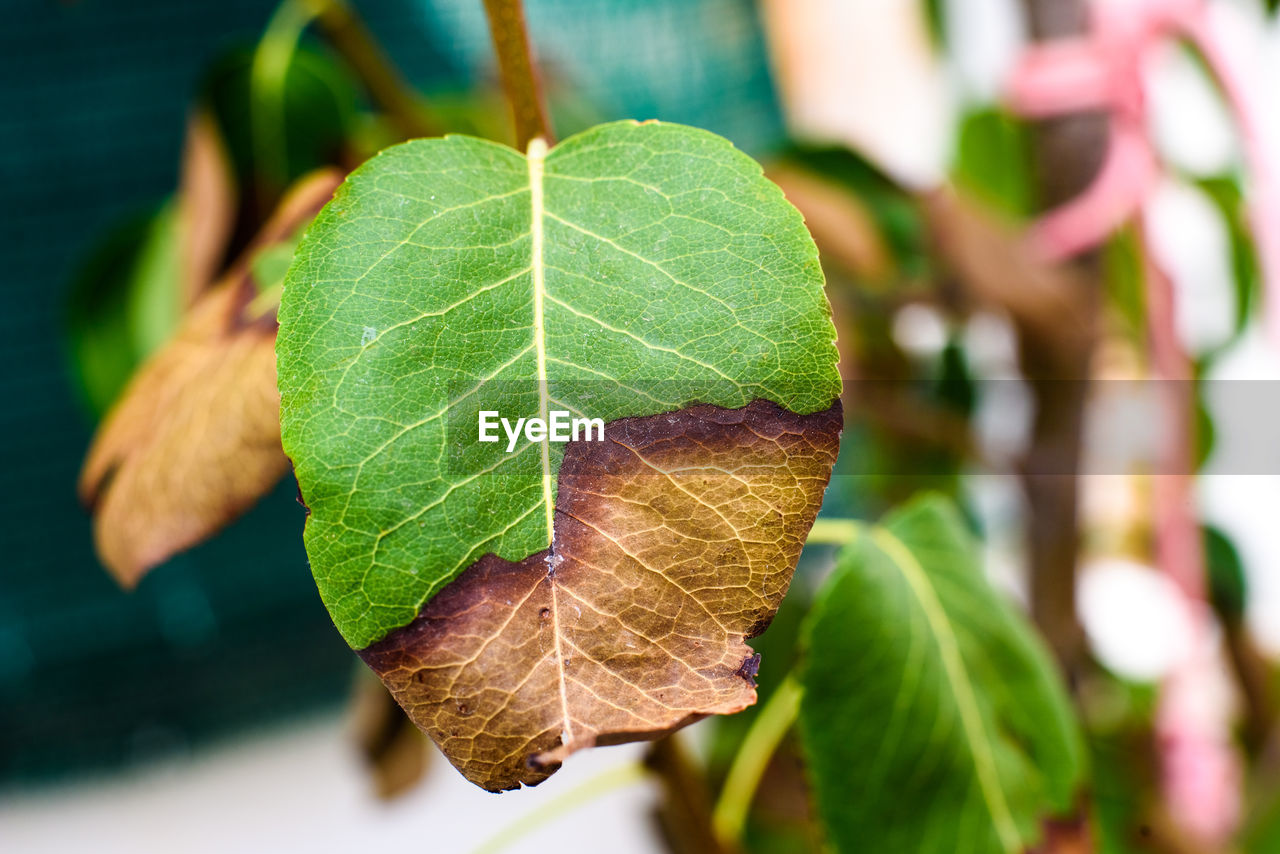 leaf, plant part, tree, plant, close-up, nature, flower, branch, green, produce, growth, macro photography, no people, outdoors, leaf vein, beauty in nature, focus on foreground, fruit, autumn, day, food and drink, food, freshness