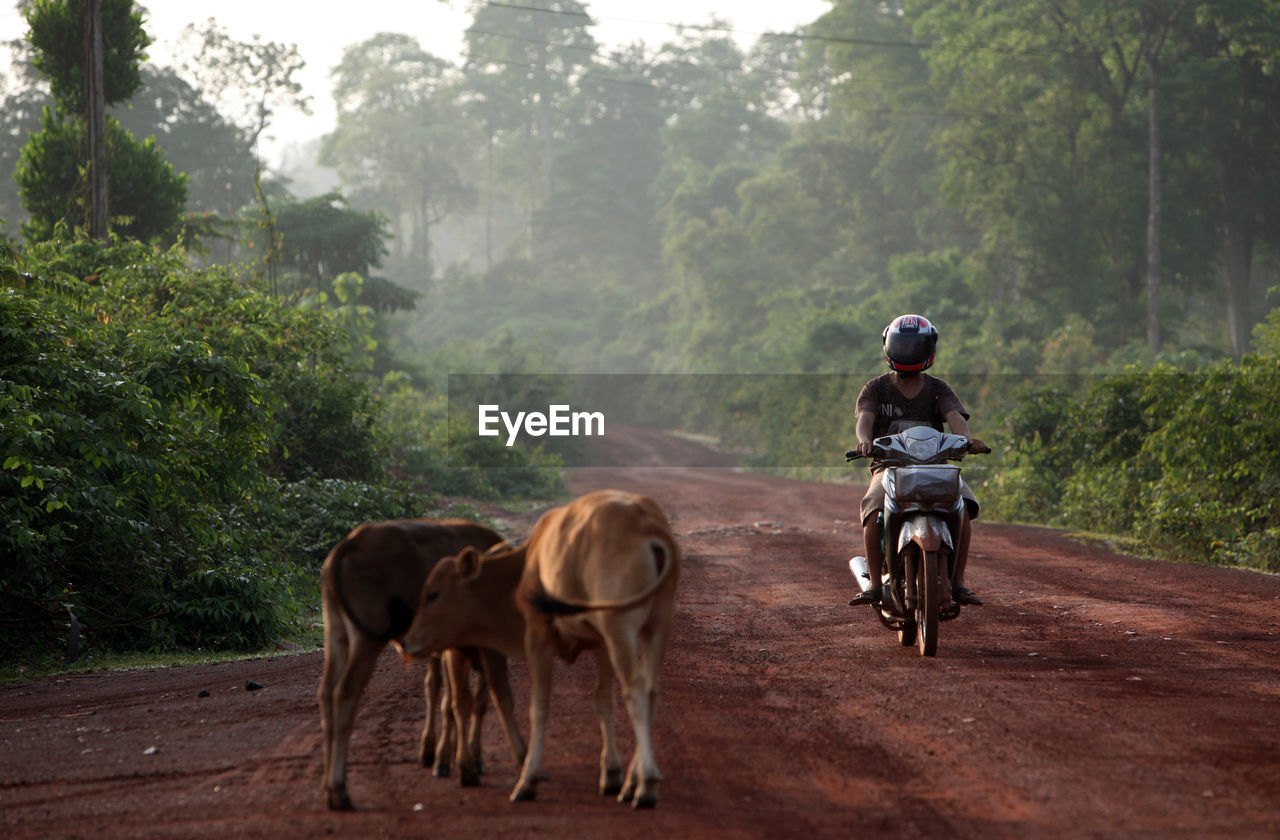 Calves by man riding motor scooter on road