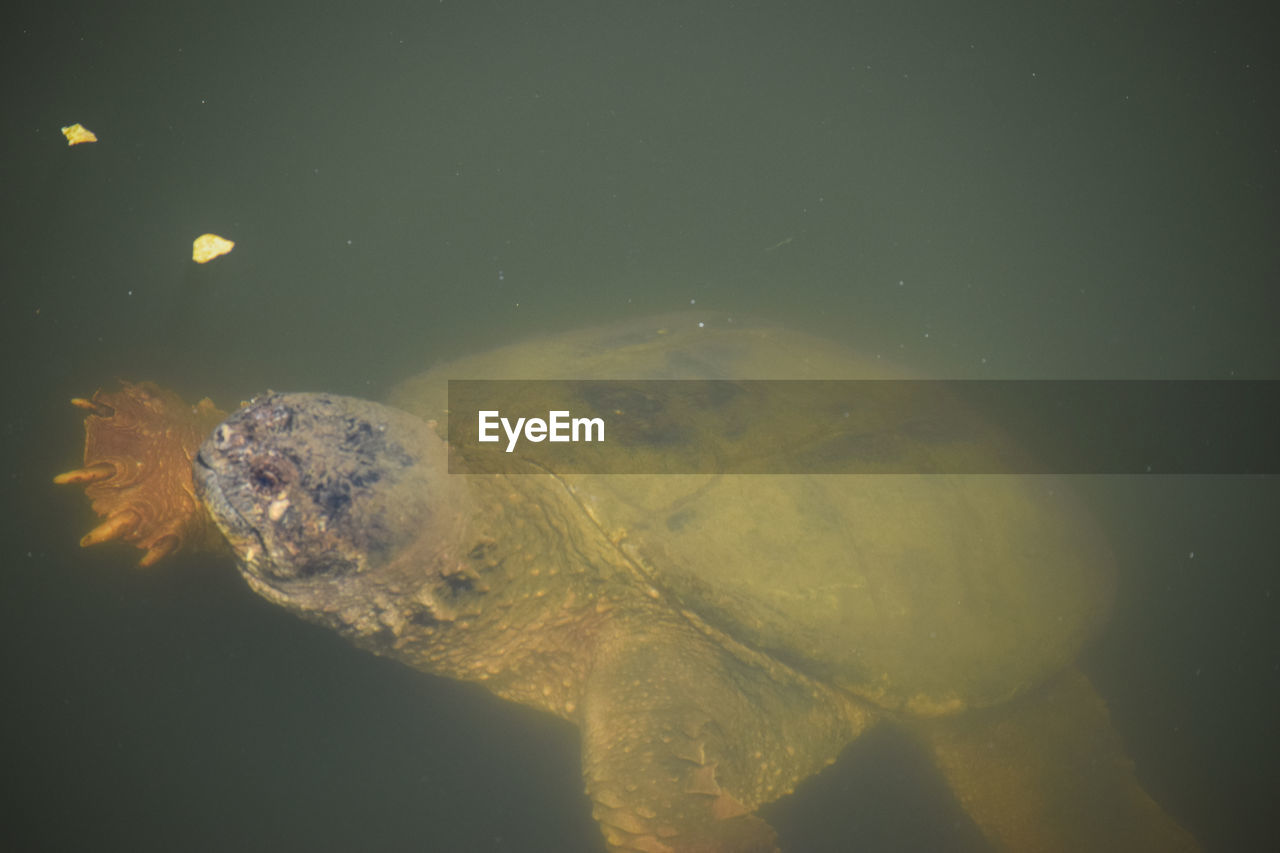 Tortoise swimming in lake