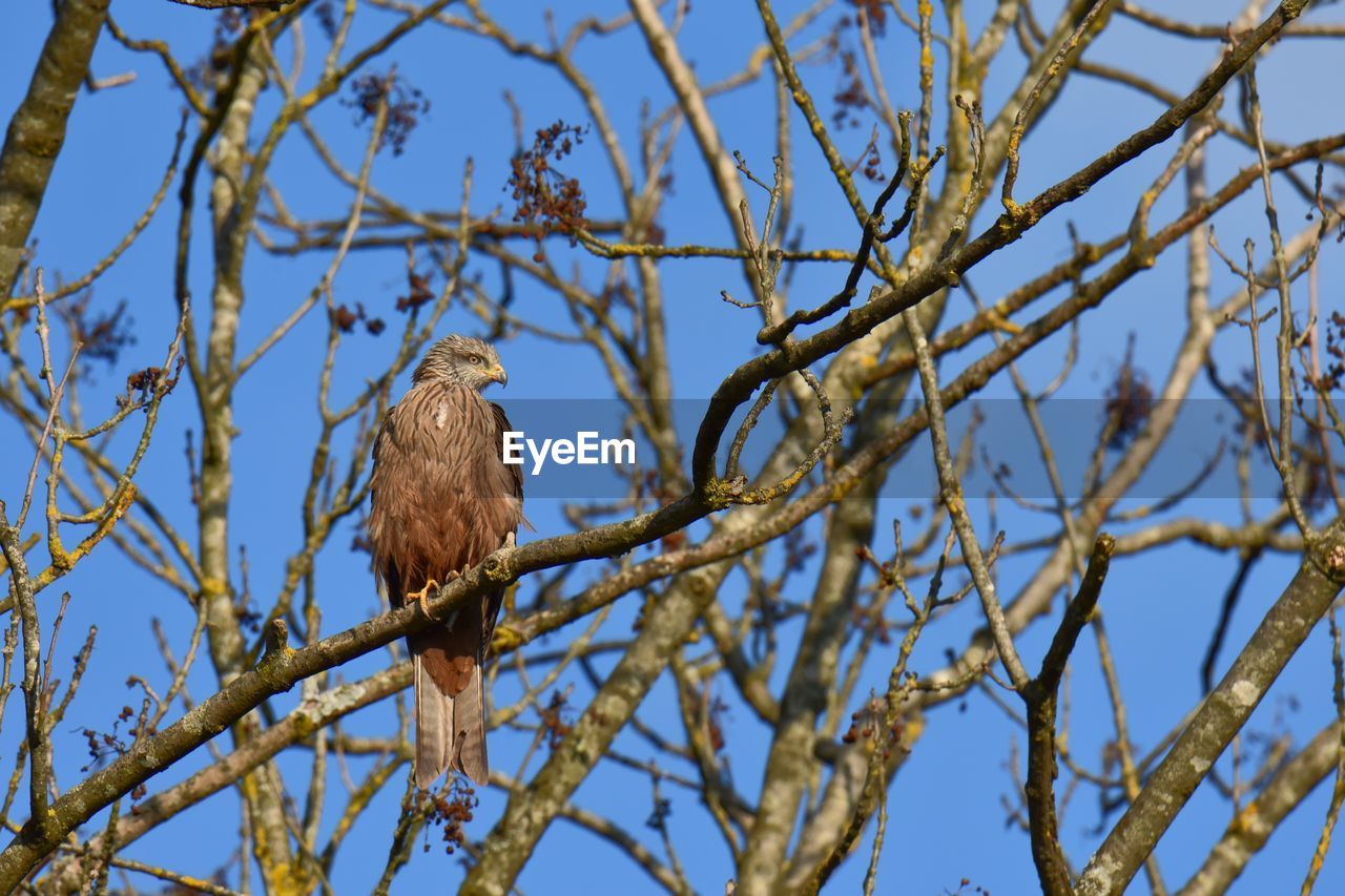 Low angle view of red kite  perching on tree against blue sky