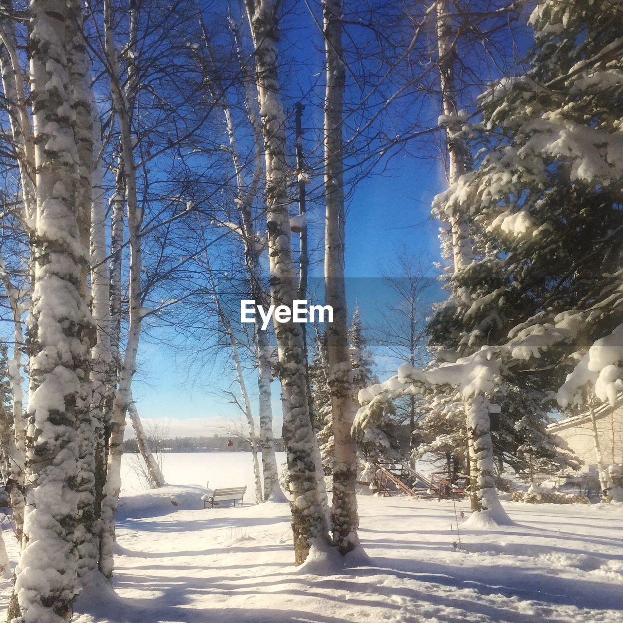 TREES IN SNOW COVERED FOREST