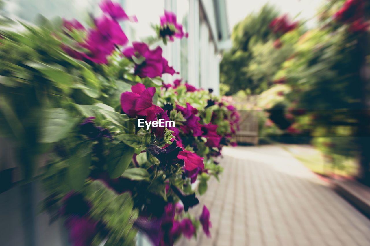 CLOSE-UP OF PINK FLOWERS BLOOMING OUTDOORS