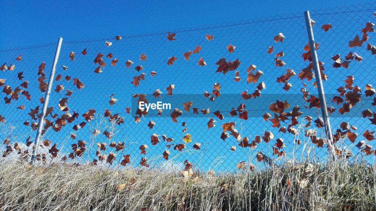 Low angle view of leaves stuck in chainlink fence against blue sky on sunny day