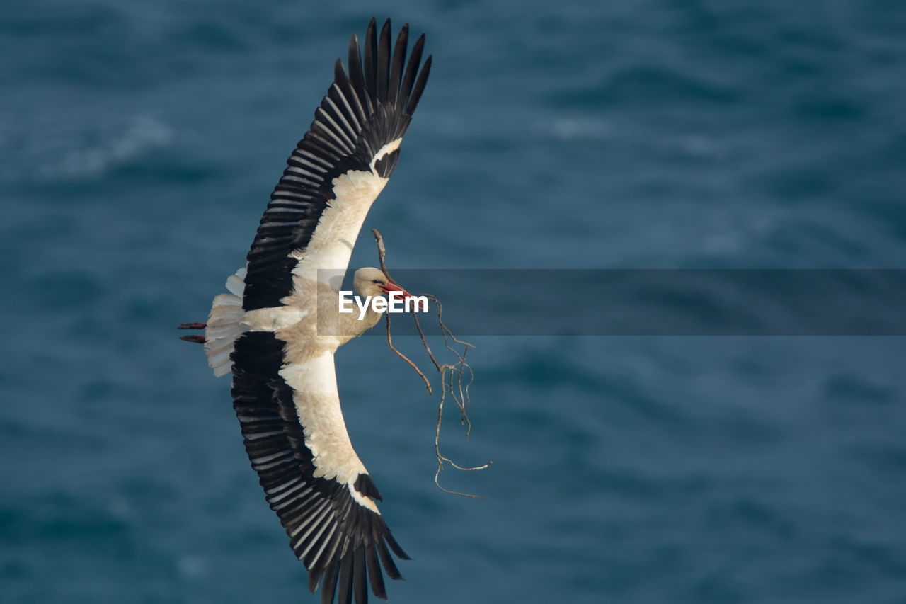 Stork flying over sea