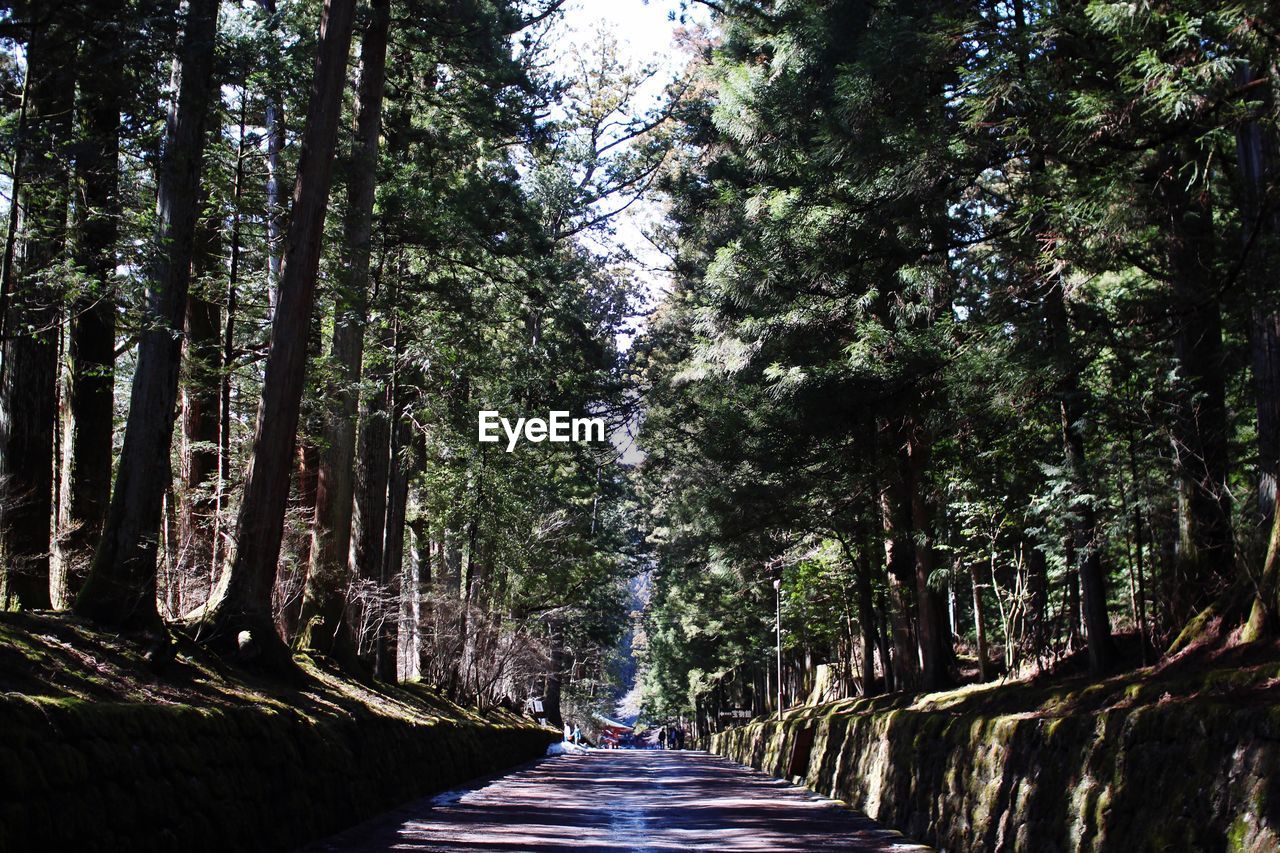 Empty road amidst trees