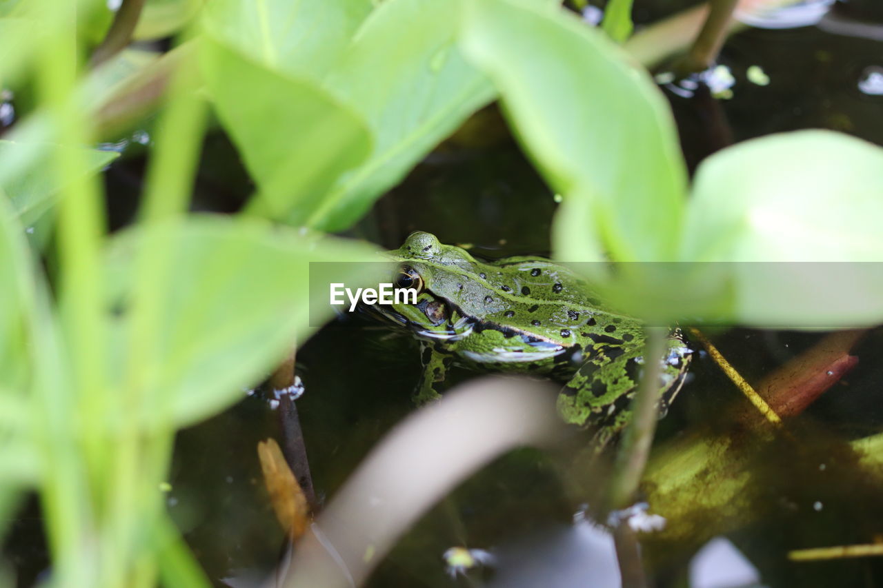 Close-up of insect on leaf