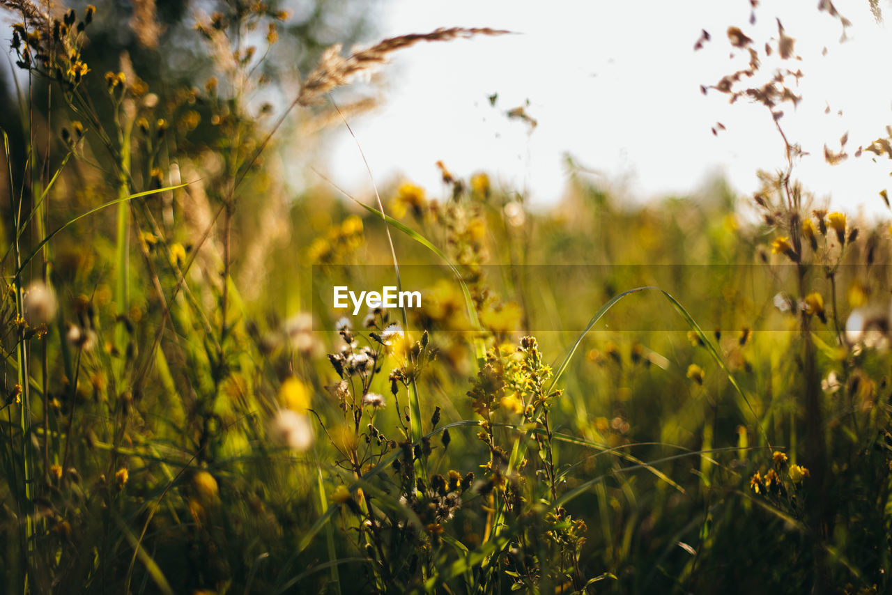 Close-up of yellow flowering plants on field