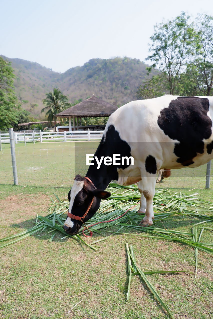 COWS GRAZING ON FIELD