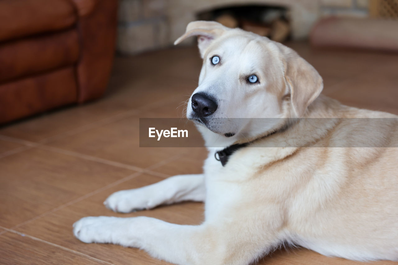 CLOSE-UP OF DOG LOOKING AWAY