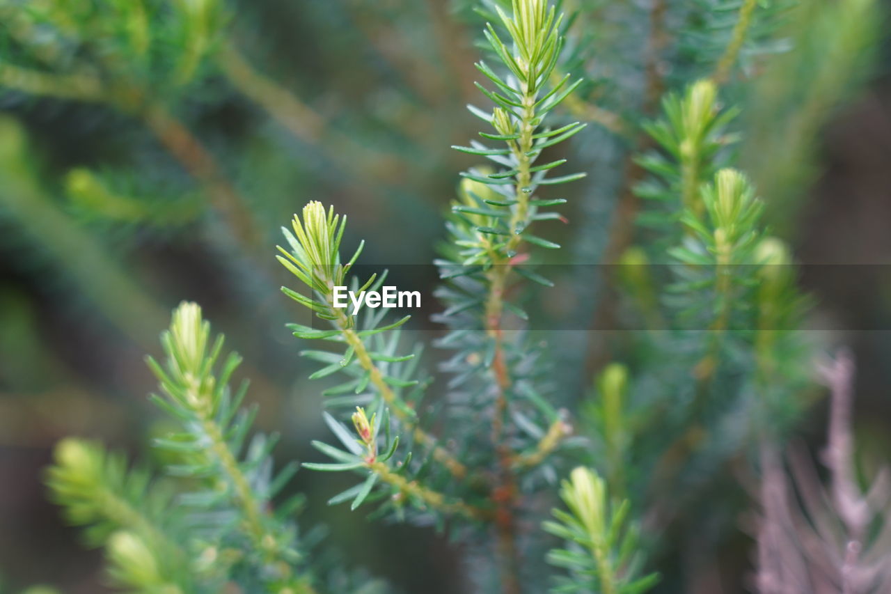 CLOSE-UP OF PINE TREE WITH PLANT